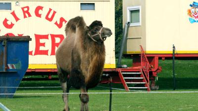 Circus Herman Renz wordt geen deel van erfgoedbeleid Noord-Brabant