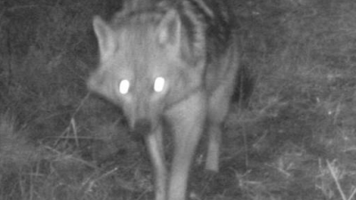 Eerste goudjakhals gespot in Nederland