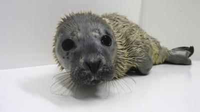 Foto van zeehondenjong Cookie