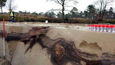 Dennenbomen ontdekt van 13.000 jaar oud uit laatste ijstijd in Utrecht