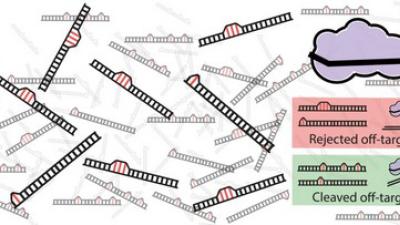 Wiskunde verklaart waarom Crispr-Cas9 soms het verkeerde DNA knipt