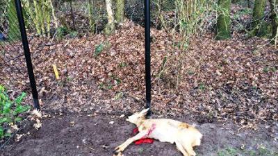 foto van dode ree | Dierenpolitie