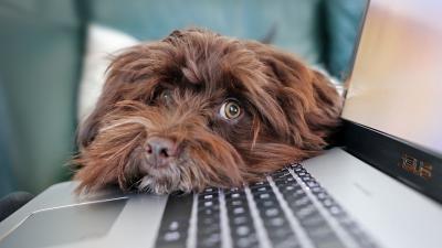 Hond bij laptop