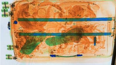 Douane onderscheppen koffers met reptielen