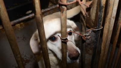 Honderd honden weggehaald bij broodfokker