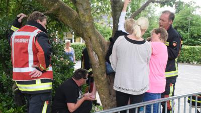 Jongen vast in boom