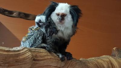 Eerste dwergaapje in Avifauna geboren