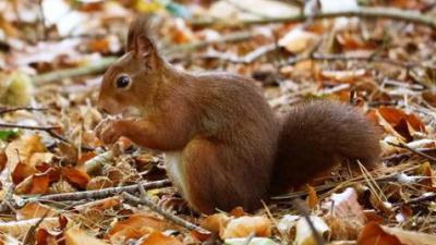 DierenPark Amersfoort krijgt bezoek van tientallen eekhoorns