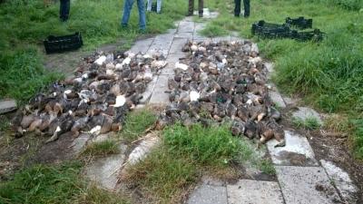 Bijna 200 dode eenden in illegale eendenkooi aangetroffen