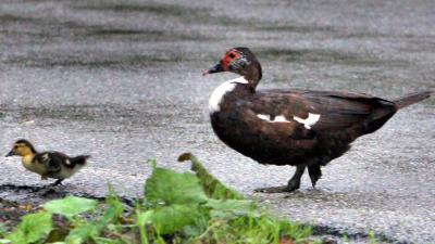 Twee gewonden op A9 na uitwijken voor overstekende eend