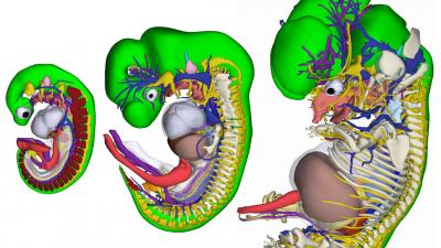 Unieke 3D-atlas van groeiend embryo 