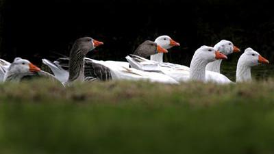 Vergassen ganzen in omgeving van Schiphol niet toegestaan