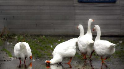 Droogte verdere afgenomen, nog aantal maatregelen noodzakelijk