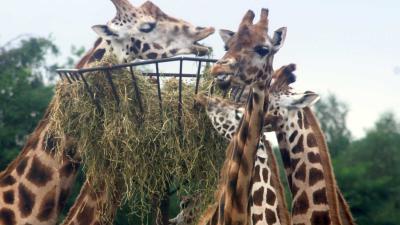 giraf-voedsel
