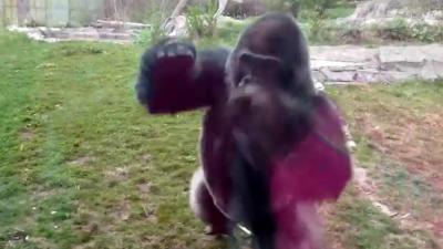 gorilla