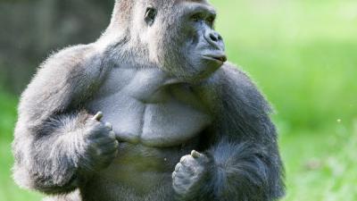 Apenheul neemt afscheid van grote publiekstrekker: gorilla Jamboverhuist naar andere dierentuin