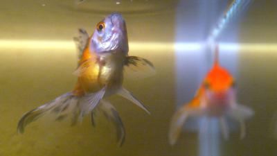 Aangifte tegen student die levende goudvis in glas bier opdrinkt