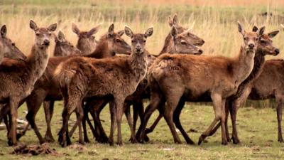 'Afschieten 'overschot' aan dieren Oostvaardersplassen in strijd met wet'