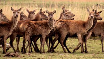 Vliegverbod ook voor drones tijdens afschieten herten Oostvaardersplassen