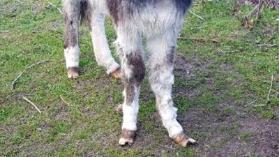 'Ezel' krijgt proces-verbaal voor slechte verzorging dieren