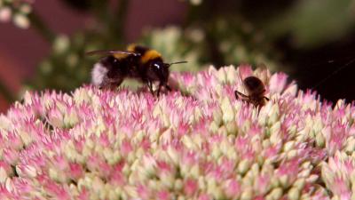 hommel-bij-bloem-natuur