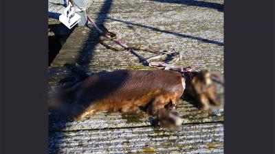 hond-dood-lint-nek-Sloterparkbad