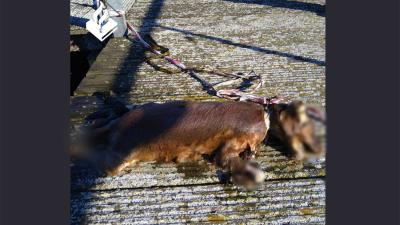 hond-dood-lint-nek-Sloterparkbad