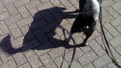 Foto van hond in de zon | Archief EHF