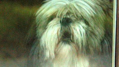 Fokken voor beter welzijn bij kortsnuitige hondenrassen