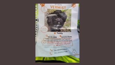 hondje-Teddy-vermist