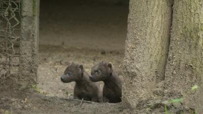 Hyena-tweeling zet eerste stapjes buiten in DierenPark Amersfoort 