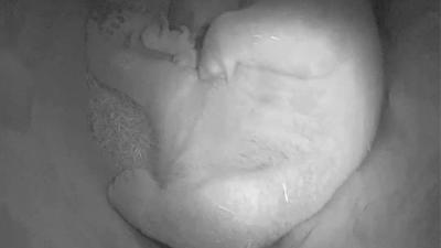 Pasgeboren ijsbeertje Ouwehands Dierenpark overleden