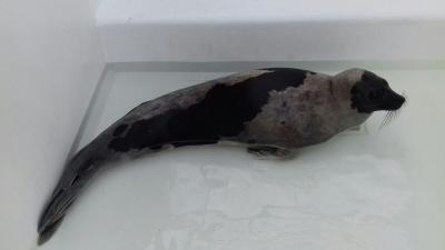 Zeldzame zadelrob vanaf vrijdag te zien voor publiek