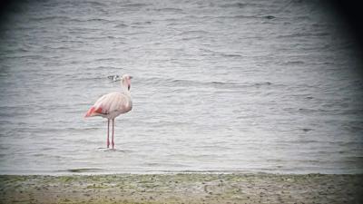 Flamingo nabij Texel