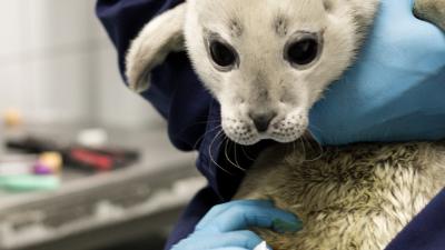 Delfsail adopteert eerste pup van Zeehondencentrum