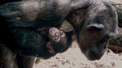 Chimpansee jong bij moeder