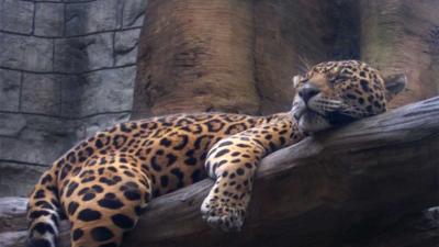 Artis opent dinsdag nieuw verblijf jaguars