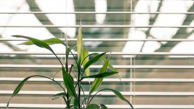 jaloezieen-raam-plant