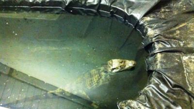 Kaaiman uit trapkast gered