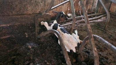 Kalf in zeer slechte gezondheid