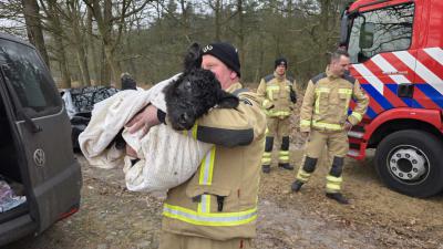 kalf-wildrooster-brandweer