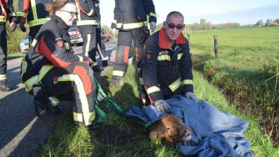 Brandweer redt kalf uit sloot