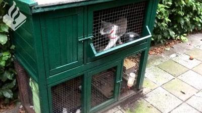 Kat met kittens in hok achtergelaten door vakantiegangers