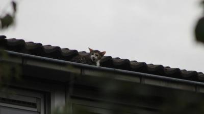 kat, boom, dakgoot, brandweer, vught