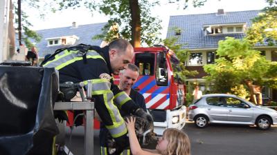 Poes in boom houdt brandweer Zeist even bezig