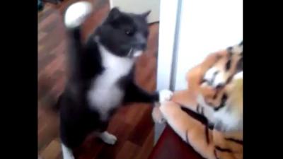 Tijger moet flinke klappen incasseren van kat