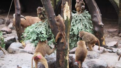 dieren, dierenpark Amersfoort, kerstbomen
