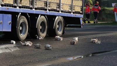 Vrachtwagen met kippen raakt in brand in Nieuw Schoonebeek