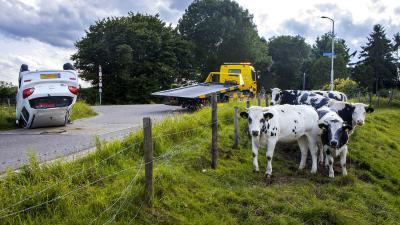 koeien-auto-kop
