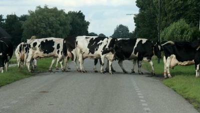 Brabants dorpje Bladel overspoelt met losgebroken koeien